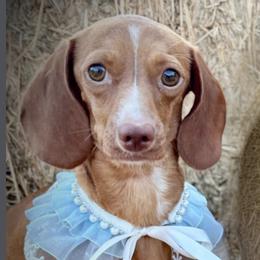 Butters - Dachshund