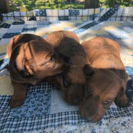 Purple girl - Red female Irish Terrier puppy in Spring Valley, Minnesota from Back Country Terriers