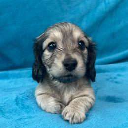 Shaggy - Cream male Dachshund puppy in Memphis, Tennessee from River City Doxies