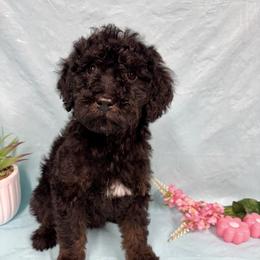 Mazie - Black tri female Miniature Australian Shepherd puppy in Marshall, Arkansas from Buffalo River Puppies