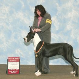 Great Dane Puppies from Dunn Right Ranch