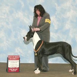 Great Dane Puppies from Dunn Right Ranch