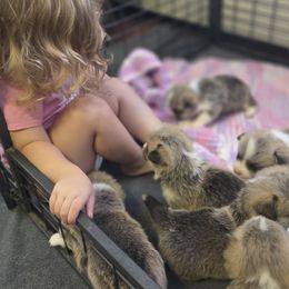 Pembroke Welsh Corgi Puppies from Salted Rim Corgis