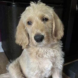 Labradoodle Puppies from River Home Doodles