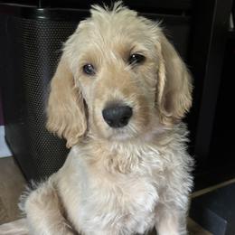 Labradoodle Puppies from River Home Doodles