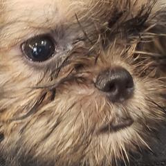 Brussels Griffons from Jeanette Williams