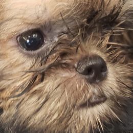 Brussels Griffons from Jeanette Williams