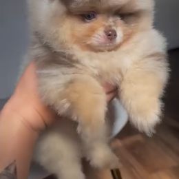Pomeranian Puppies from Twins Dream Kennel
