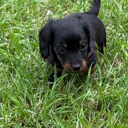 Maxie - Black and tan female Dachshund puppy in Fort Worth, Texas from Louis' Litters
