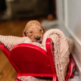 F1B Toy Goldendoodle Bentley - Apricot male Goldendoodle puppy in Redding, California from Casa Delarosa Poodles & Doodles Collective