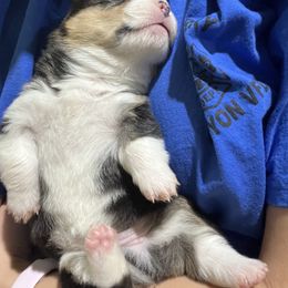 Pembroke Welsh Corgi Puppies from 4G Farms Corgi’s