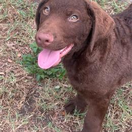 Red Girl - Brown female Chesapeake Bay Retriever puppy in Riverview, Florida from Breezeswept Kennel