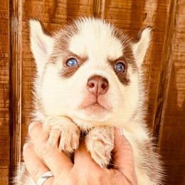 Autumn - Red and white female Siberian Husky puppy in Thomasville, Georgia from Southern Blues Siberian Huskies