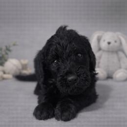 Erica Sinclair - Black female Bernedoodle puppy in Bennett, Colorado from Darling Paws, LLC