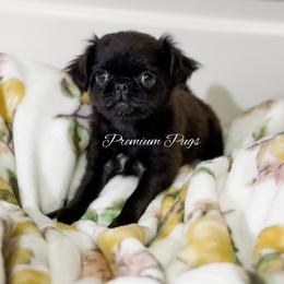 Bonnie - Black female Pug puppy in Shady Hills, Florida from Premium Pugs