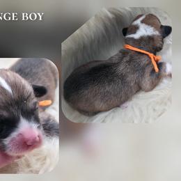 Orange - Sable male Pembroke Welsh Corgi puppy in Charleroi, Pennsylvania from Twilight Hollow Corgis