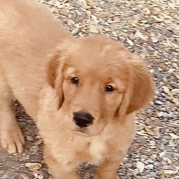 Dot Collar female of 6 Girls - Dark golden Golden Retriever puppy in Sacramento Area, California from Gold Country Golden Retrievers
