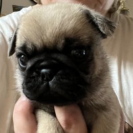 Cooter - Fawn male Pug puppy in South Carolina from Pugs From the Corner