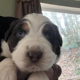 Sally - Red tri-color female Australian Shepherd puppy in Stone Mountain, Georgia from True Blue Friends
