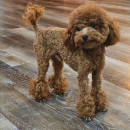 Tiny teddy - Red  male Poodle puppy in Salem, Missouri from Meadowbrook Poodles