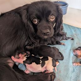 Darlene's girl - Black and tan female Cavalier King Charles Spaniel puppy in Seymour, Missouri from Painted Blessing's AKC Cavaliers LLC