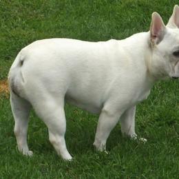 French Bulldog All Grown Up from Crestagard