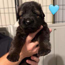 Blue Collar Girl - Sable female German Shepherd puppy in Universal City, Texas from Jaxinhaus German Shepherds