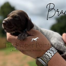 Brave - male German Shorthaired Pointer puppy in Six Mile, South Carolina from The Proper Pointer Co.