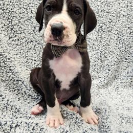 Wayne - Mantle Great Dane puppy in Cleburne, Texas from Nick and Megan's Danes