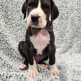 Wayne - Mantle Great Dane puppy in Cleburne, Texas from Nick and Megan's Danes