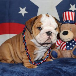 Bulldog Puppies from Lake Valley Bulldogs