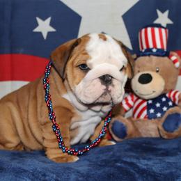 Bulldog Puppies from Lake Valley Bulldogs