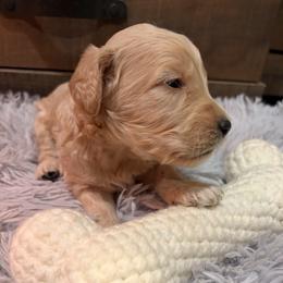 Arthur light green collar - Cream male Goldendoodle puppy in Atco, New Jersey from Flannery’s lucky pup’s🍀