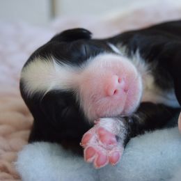 Australian Labradoodle Puppies from Australian Heritage Labradoodles