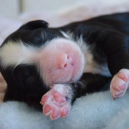 Australian Labradoodle Puppies from Australian Heritage Labradoodles