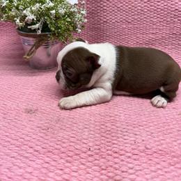 Girl 4 - Seal and white female Boston Terrier puppy in Chillicothe, Ohio from 740 kennels