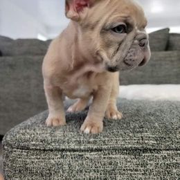 French Bulldog Puppies from South Hill Frenchies