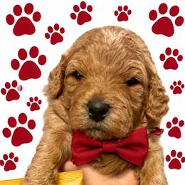 Frito - Red  male Goldendoodle puppy in Coats, North Carolina from TH.EM Doodles