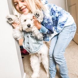 Australian Labradoodle Puppies from Tiny Treasures Australian Labradoodles