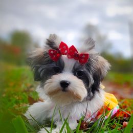Companion Cross, Mal-Shi, Maltese, Maltipoo, Morkie, and Shih Tzu Puppies from Seeking Shalom Acres Maltese, Maltipoos & Havamalts