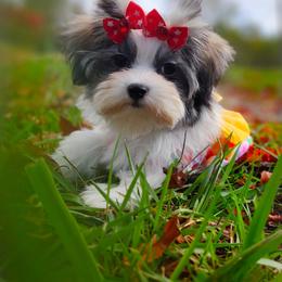 Companion Cross, Mal-Shi, Maltese, Maltipoo, Morkie, and Shih Tzu Puppies from Seeking Shalom Acres Maltese, Maltipoos & Havamalts