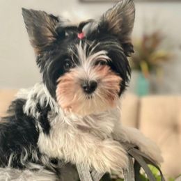 🐾SALE $2850 for Father’s Day…Nixie Oh so Gorgeous and sweet! - Black tan and white Biewer Terrier puppy in Cartersville, Georgia from Alpha Tiny Paws