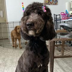 Luna - Assorted Doodle Crosses