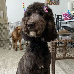 Luna - Assorted Doodle Crosses