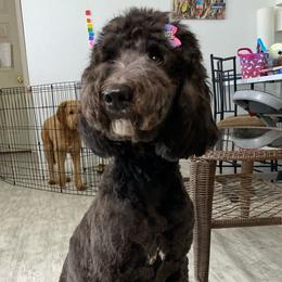 Luna - Assorted Doodle Crosses