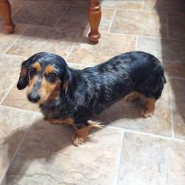 Aibilene (Aibee) - Dapple female Dachshund puppy in Grove, Oklahoma from Dachs on the lake