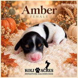 Amber - Black Piebald - Piebald female Dachshund puppy in Kemp, Texas from Koli Acres