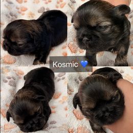Kosmic - Black and tan male Shih Tzu puppy in Orange, California from Shih Tzu Hauz