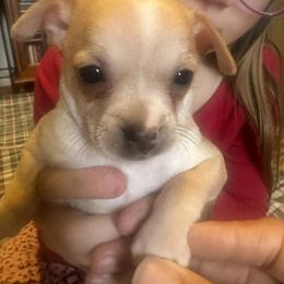REMY - Merle male Chihuahua puppy in Polo, Missouri from Blue Tails Farm