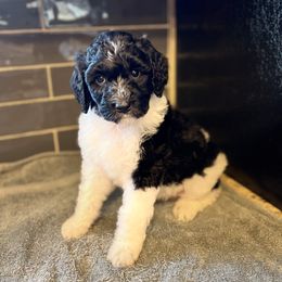Aussiedoodle, Bernedoodle, and Poodle Puppies from Miller's Doodles